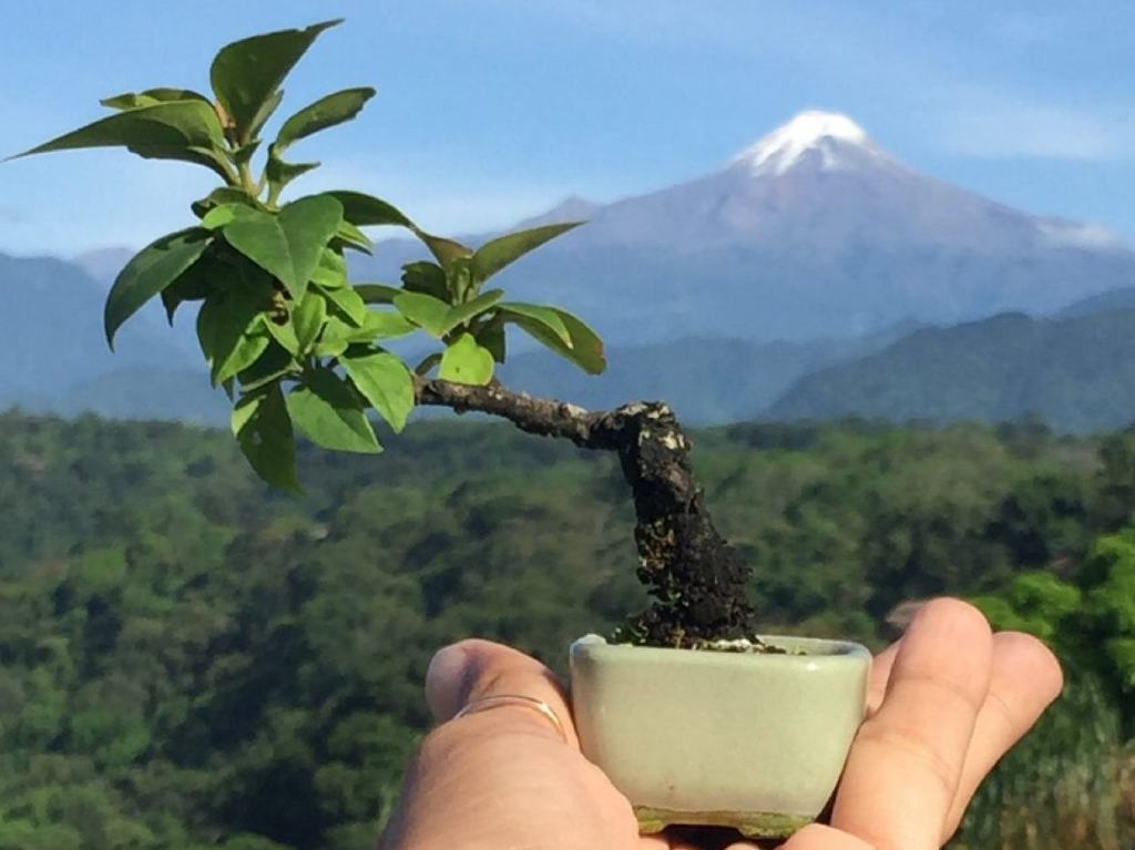 Museo Tatsugoro: bonsáis, jacarandas y más sobre botánica Pico Orizaba