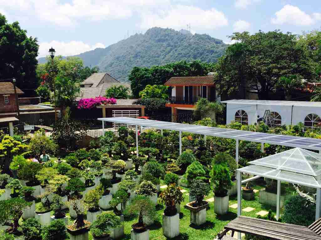 Museo Tatsugoro: bonsáis, jacarandas y más sobre botánica