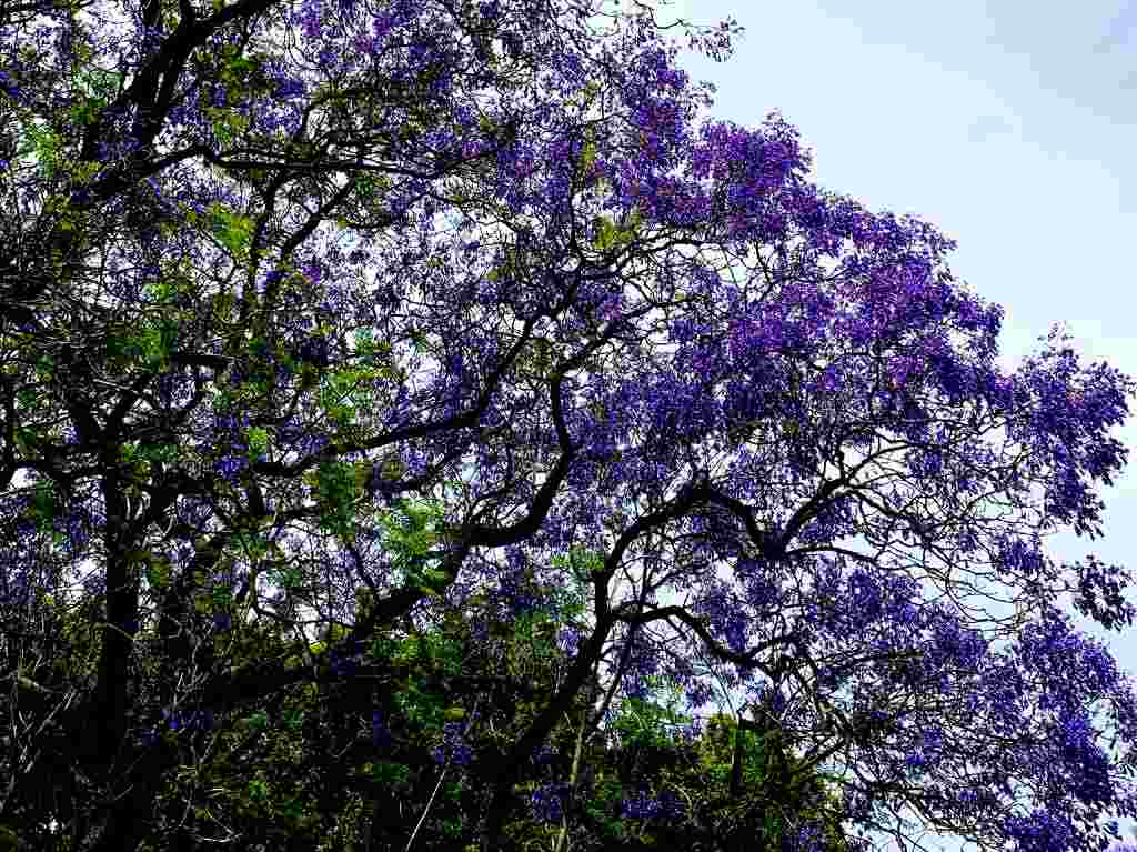 ¿Quién trajo las jacarandas a México? La historia de Matsumoto Árbol