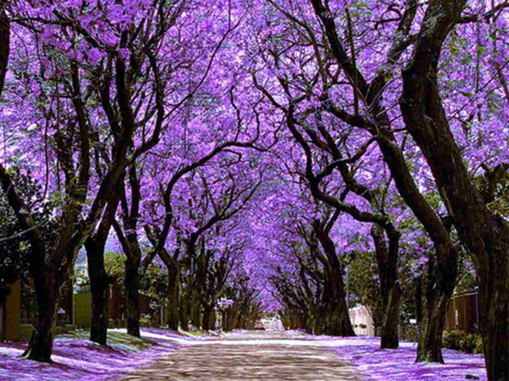 ¿Quién trajo las jacarandas a México? La historia de Matsumoto Chapultepec