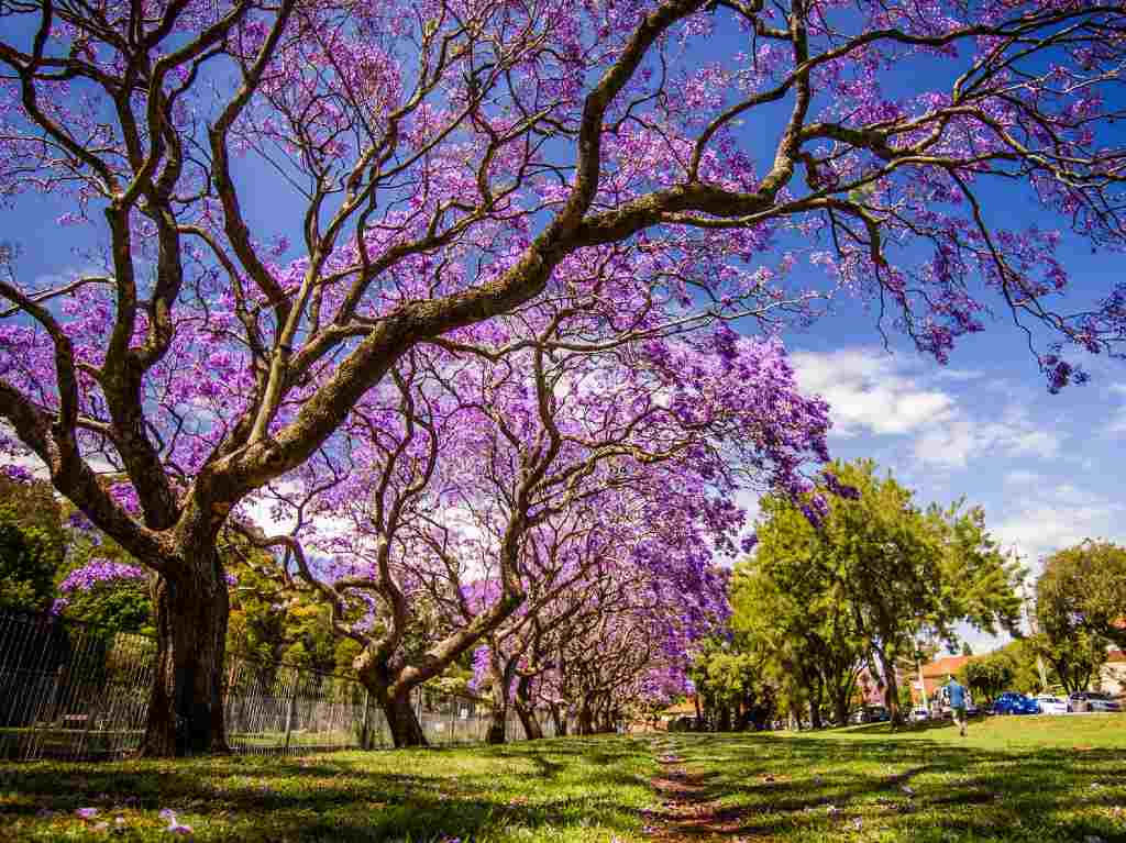 ¿Quién trajo las jacarandas a México? La historia de Matsumoto Parque