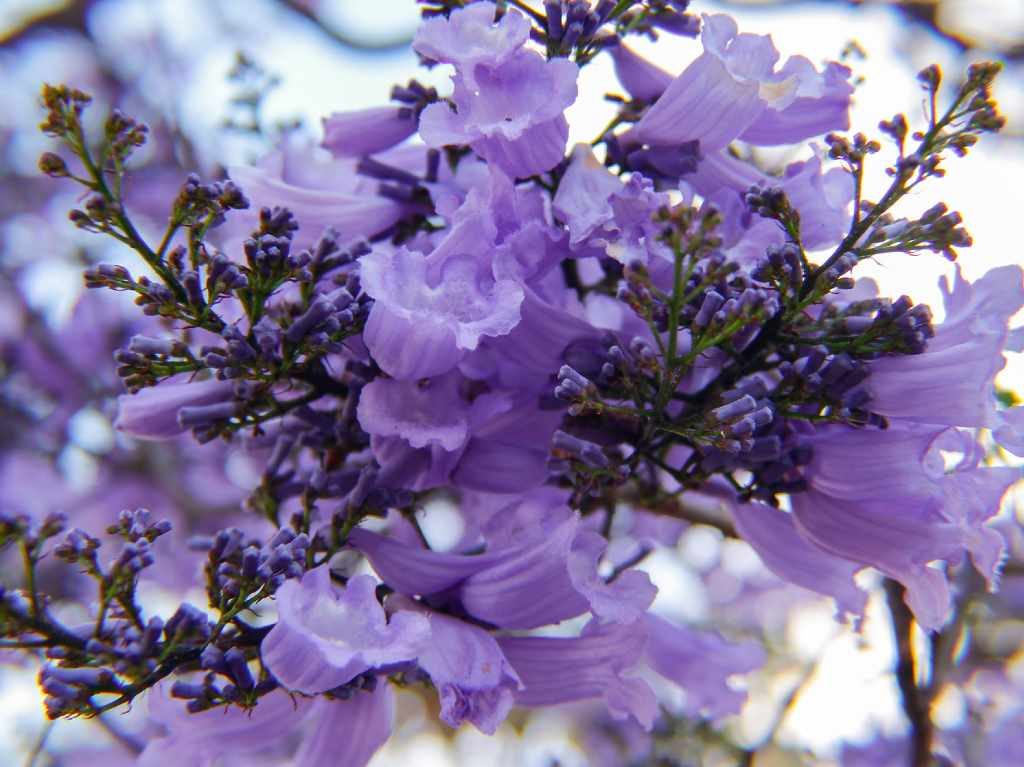 ¿Quién trajo las jacarandas a México? La historia de Matsumoto