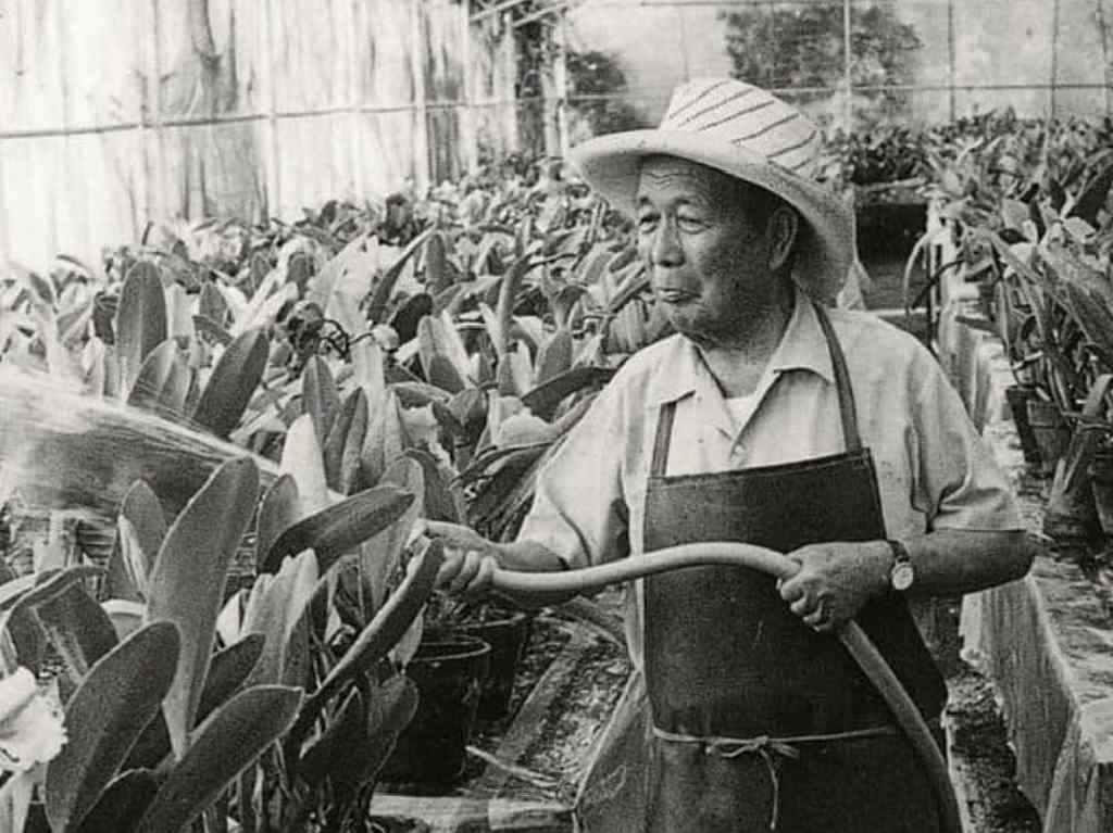 ¿Quién trajo las jacarandas a México? La historia de Matsumoto 