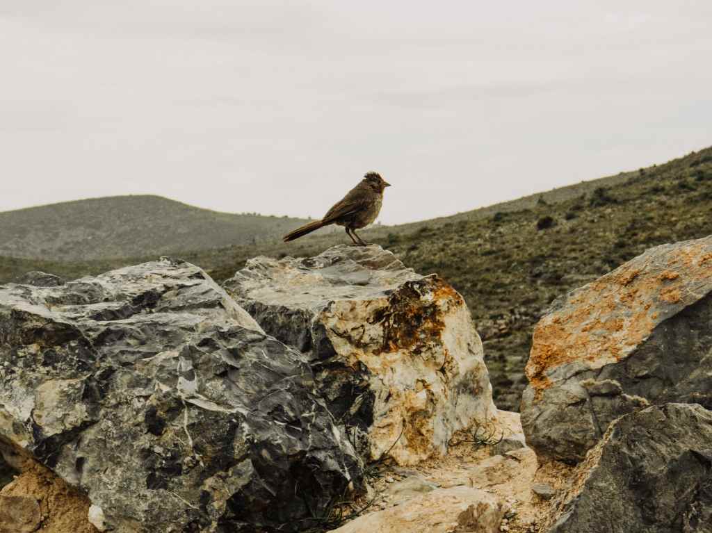 Real de Catorce: conoce el pueblo fantasma más popular Huicholes