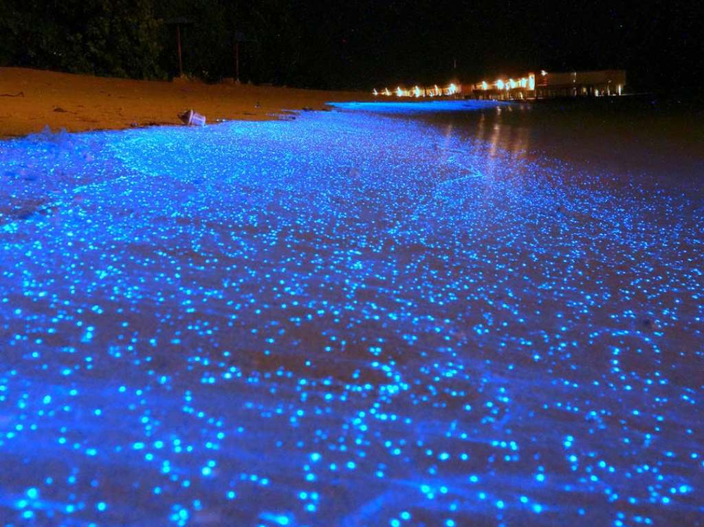 Ve esta variedad de Playas exóticas para poder viajar en las vacaciones bioluminiscencia