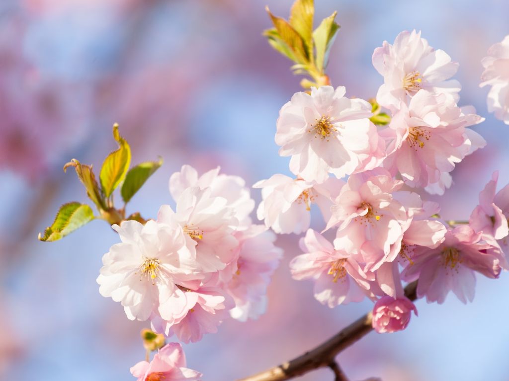 ¡Imperdible! Ya florecen las hermosas sakuras en la CDMX Botones