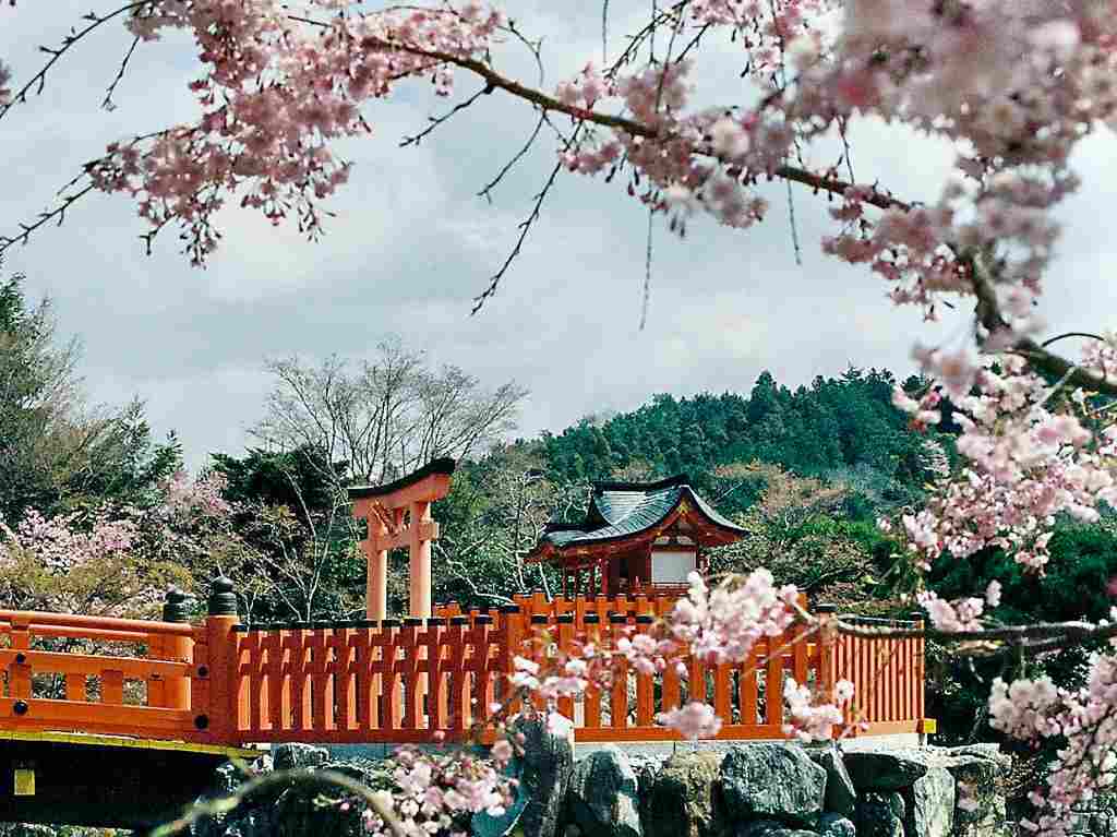 ¡Imperdible! Ya florecen las hermosas sakuras en la CDMX Japón