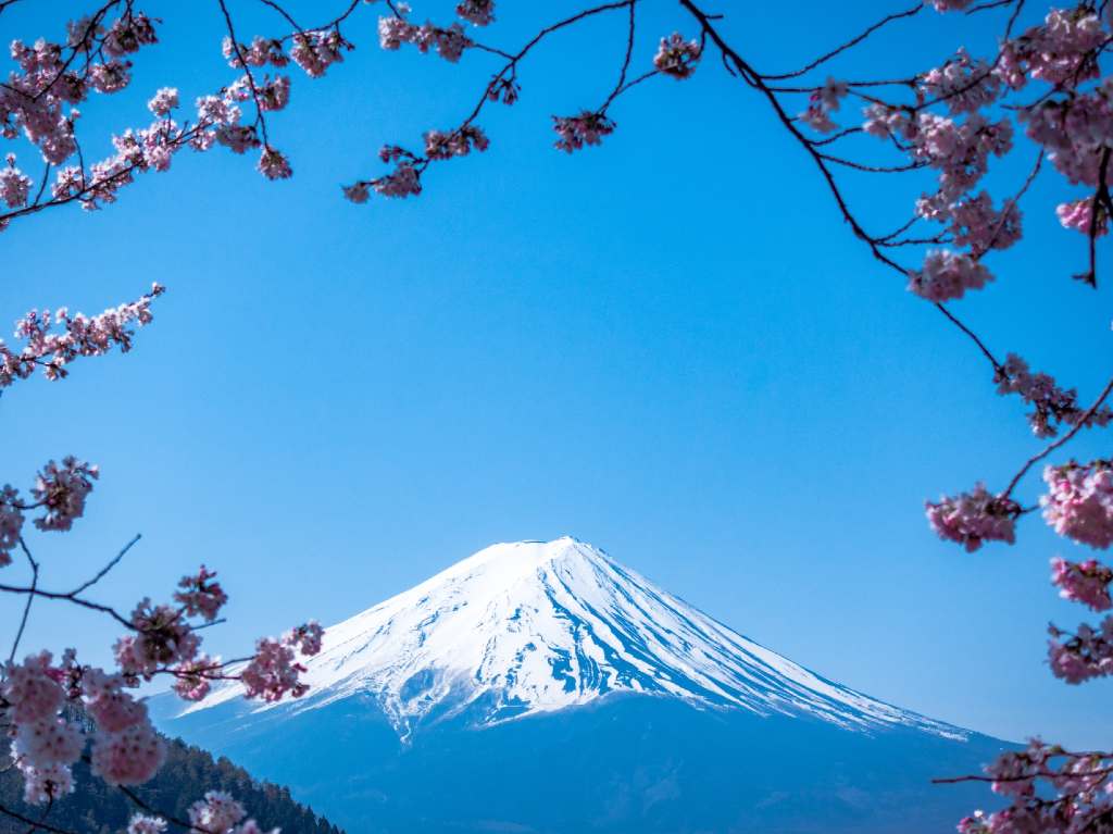 ¡Imperdible! Ya florecen las hermosas sakuras en la CDMX Monte Fuji