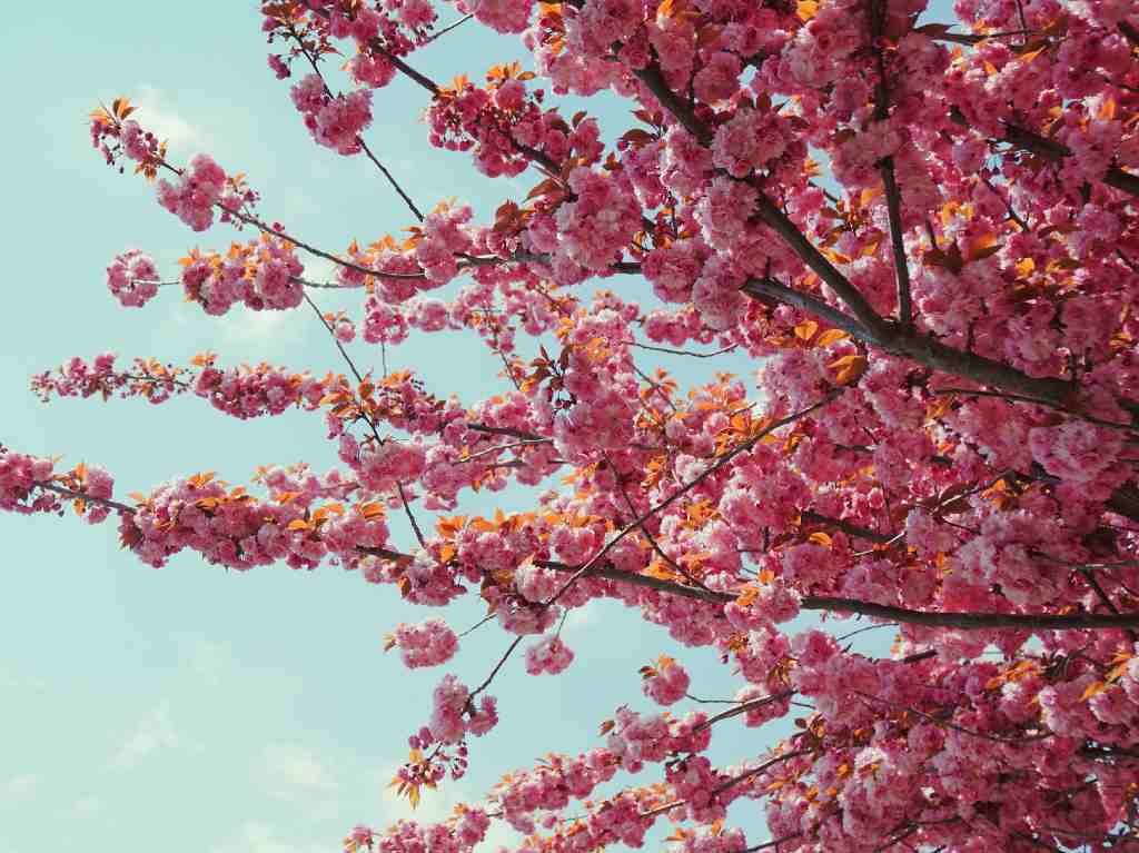 ¡Imperdible! Ya florecen las hermosas sakuras en la CDMX