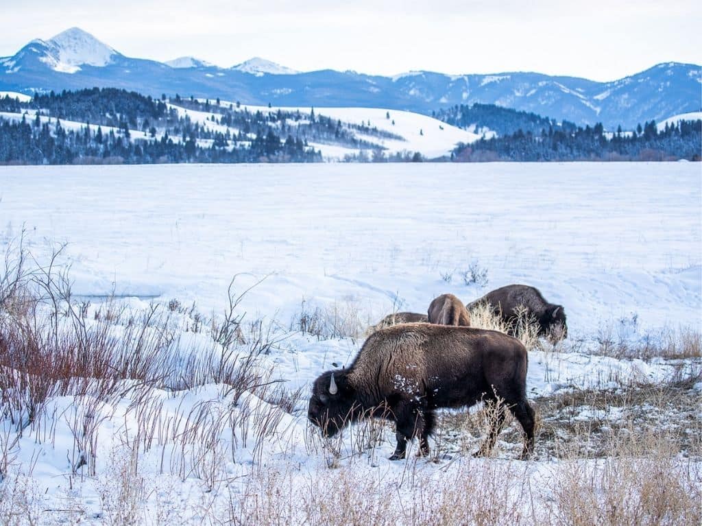 yellowstone-animales-min