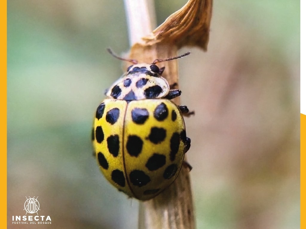 actividades gratis en CDMX para Semana Santa INSECTA