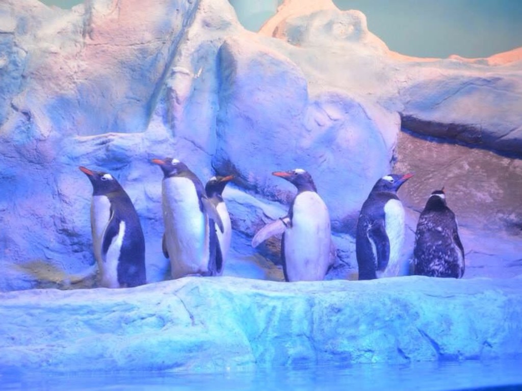 acuario-inbursa-festeja-pinguinos 