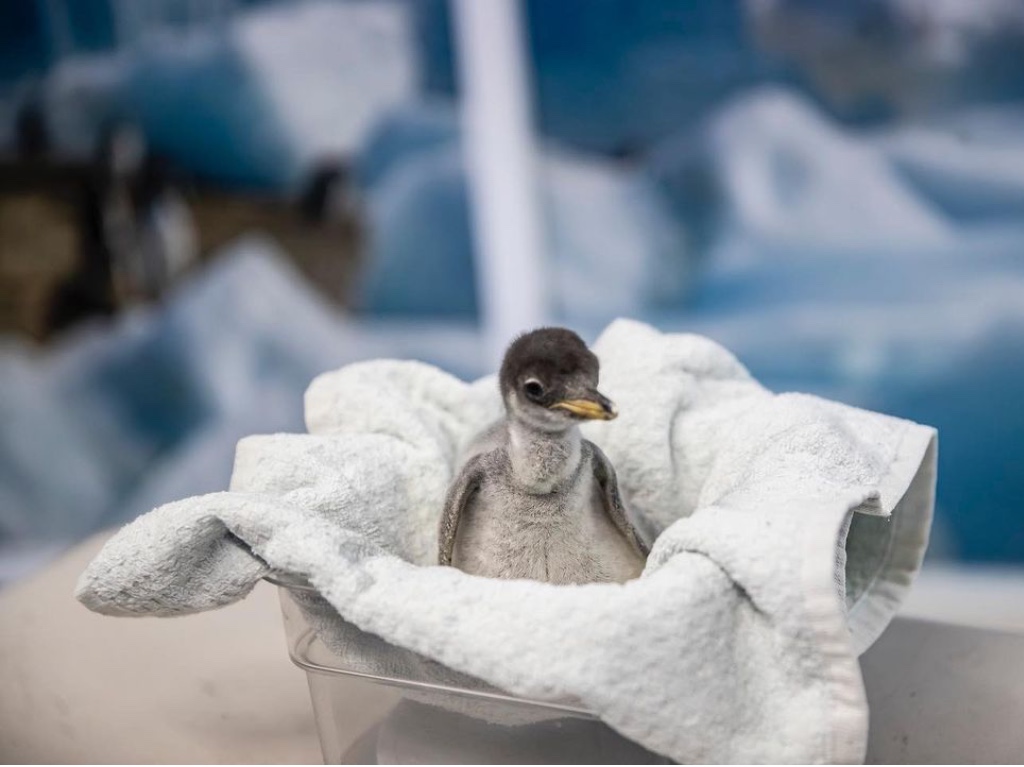 El acuario Inbursa festeja el regreso de ‘Encuentro con pingüinos’