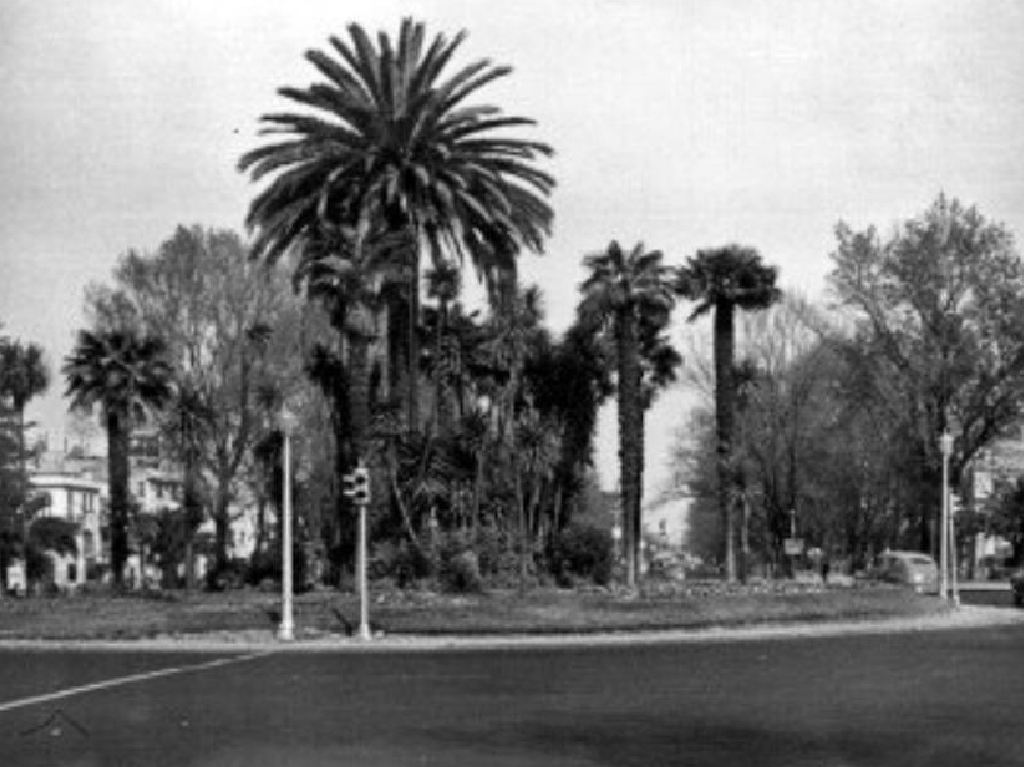 ¡Adiós a la Palma de la Glorieta de la Palma! Será retirada próximamente