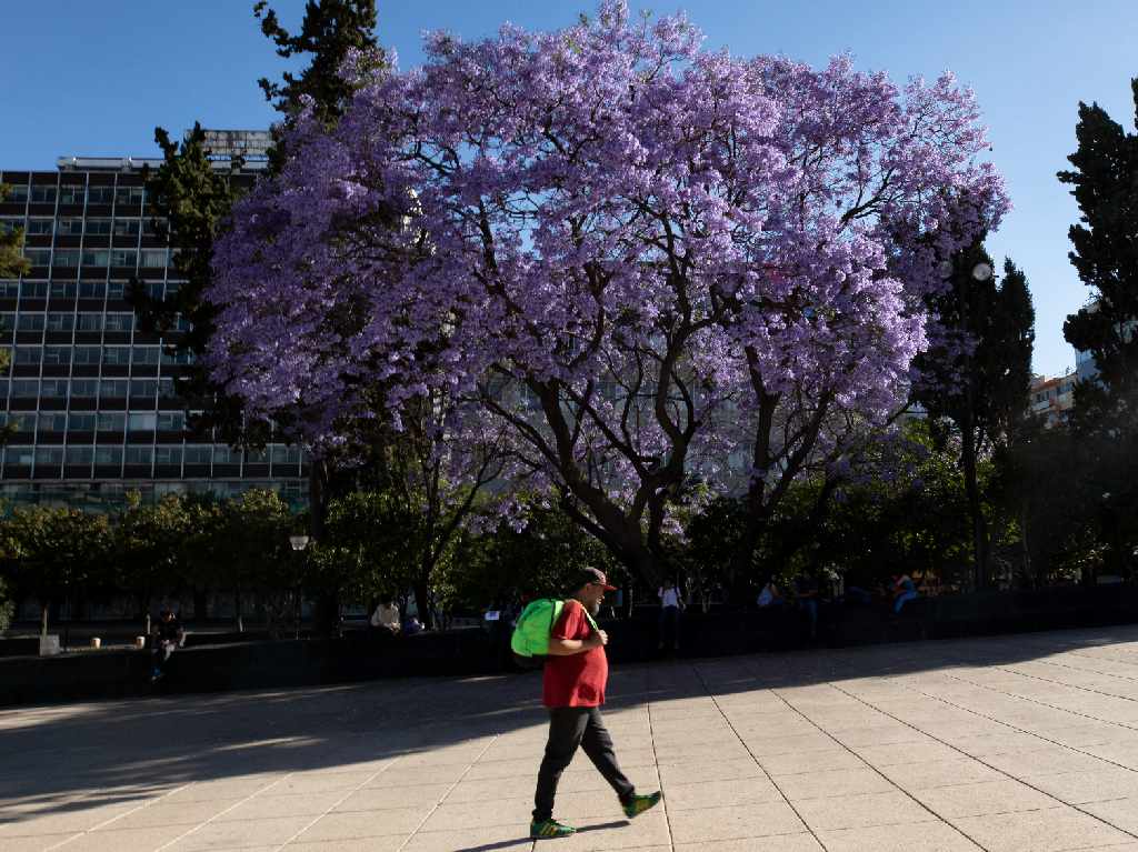 CDMX elimina el uso de cubrebocas peatón 