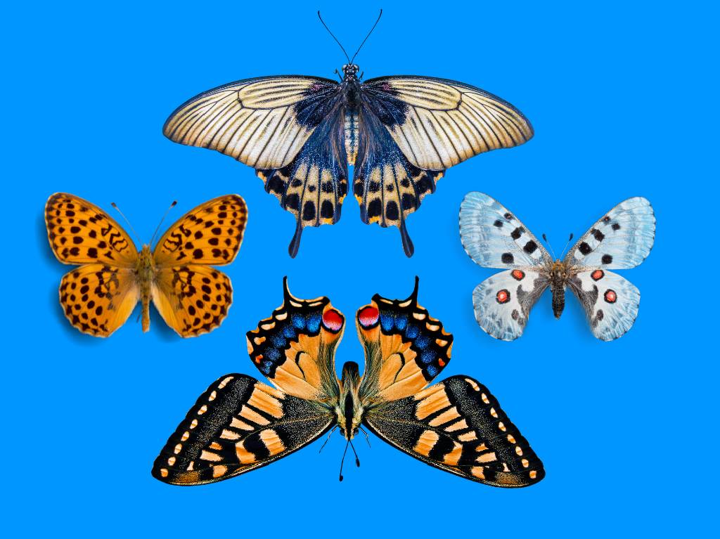 insectos monumentales a Chapultepec mariposas