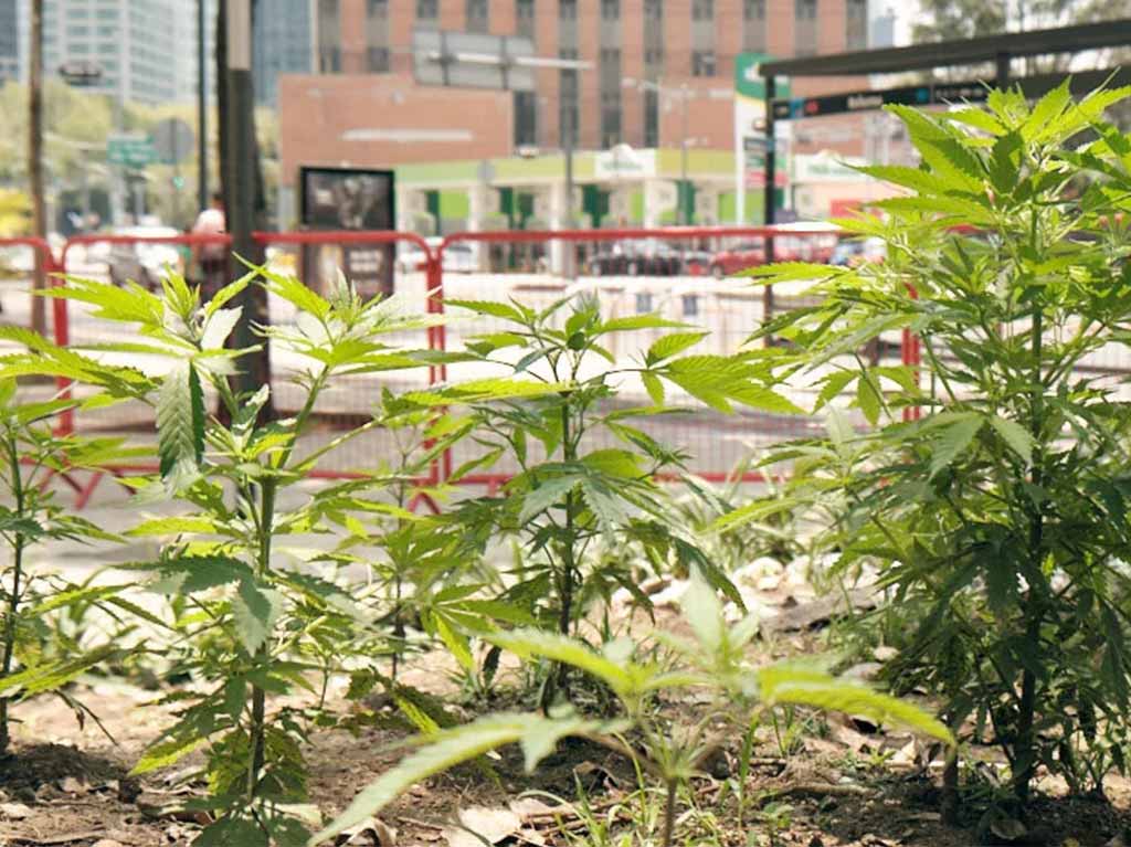 Lugares cannábicos a dónde ir en CDMX