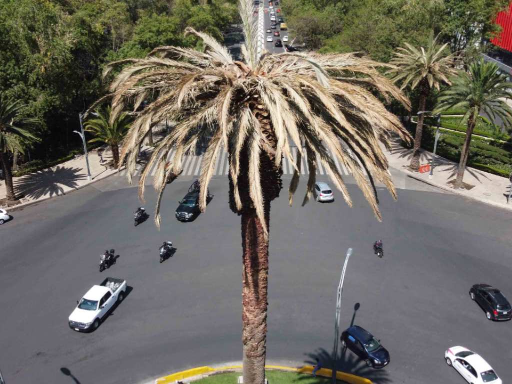 Palmeras con plaga en CDMX que también serán derribadas