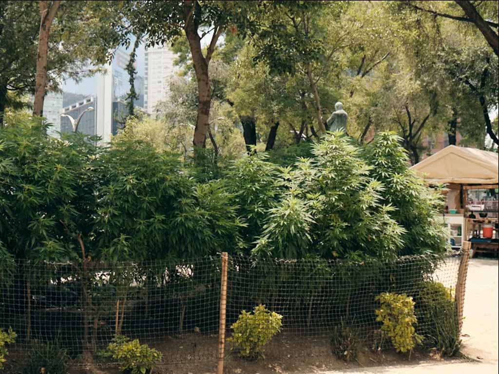 planton-420-lugares-cannabicos-cdmx
