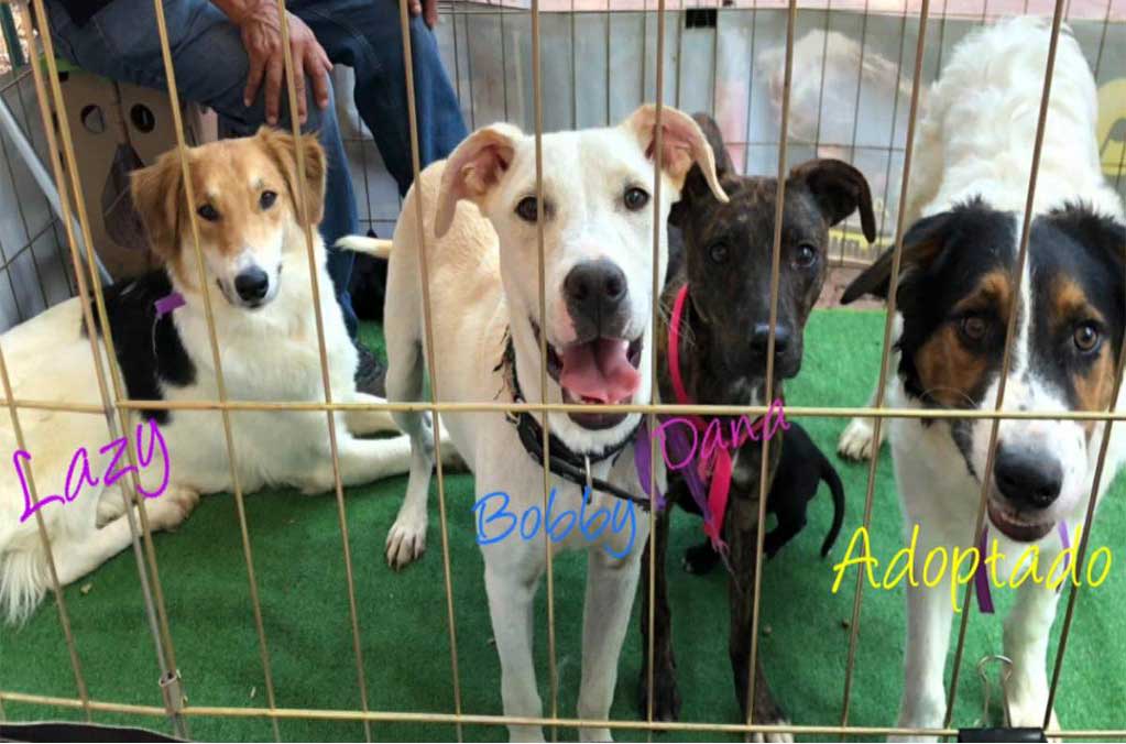 Perros rescatados del criadero clandestino en Tultitlán ¡Adopta a uno! 0