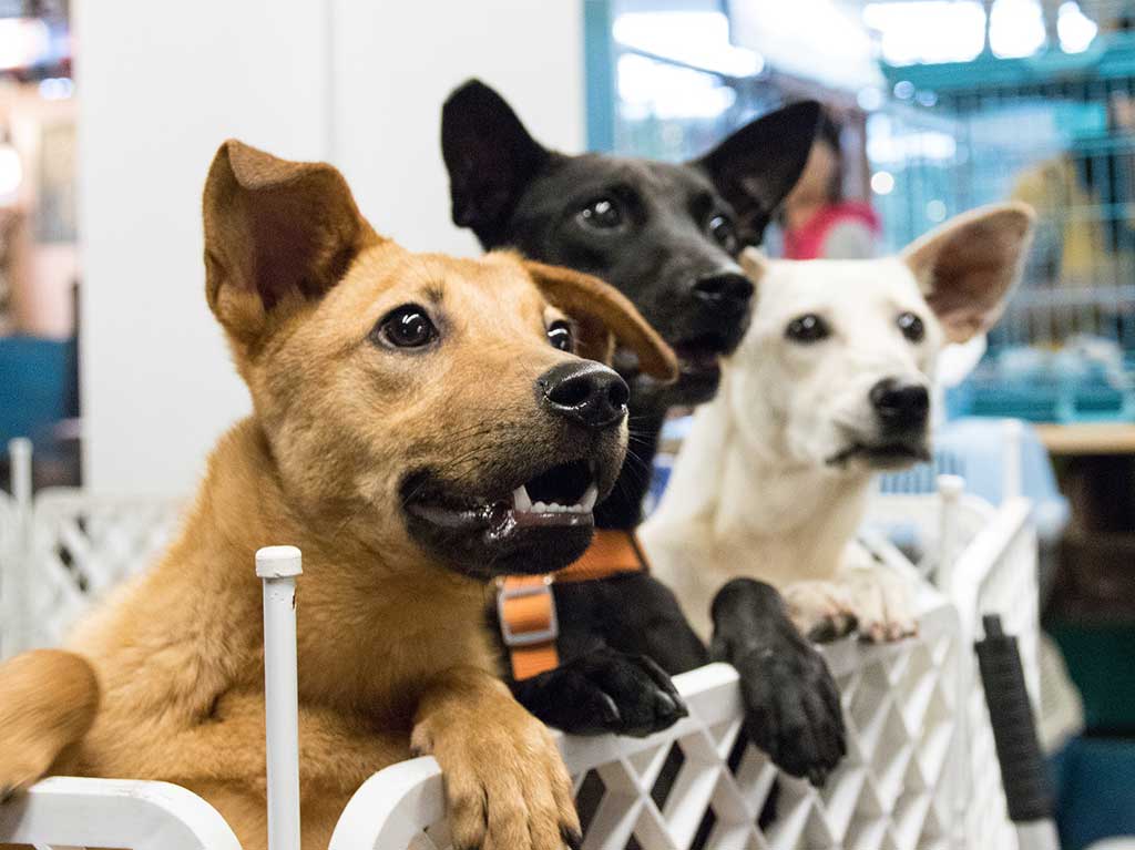 Perros rescatados del criadero clandestino en Tultitlán ¡Adopta a uno!