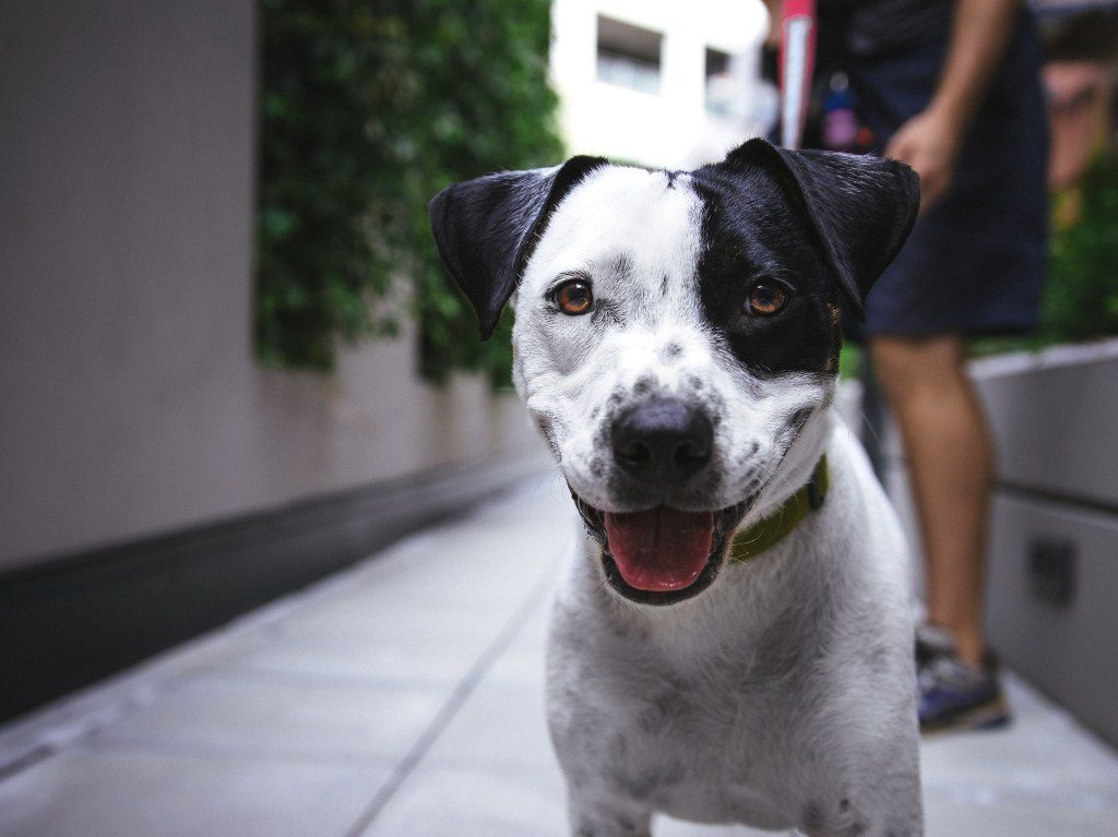 Catas con causa: cenas maridaje para apoyar a los perros guía ¡Ayuda a los perritos guía! 