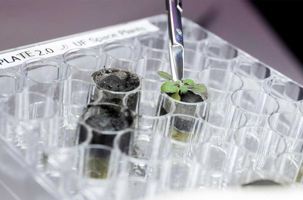 Científicos consiguen cultivar plantas a través de un suelo lunar 1