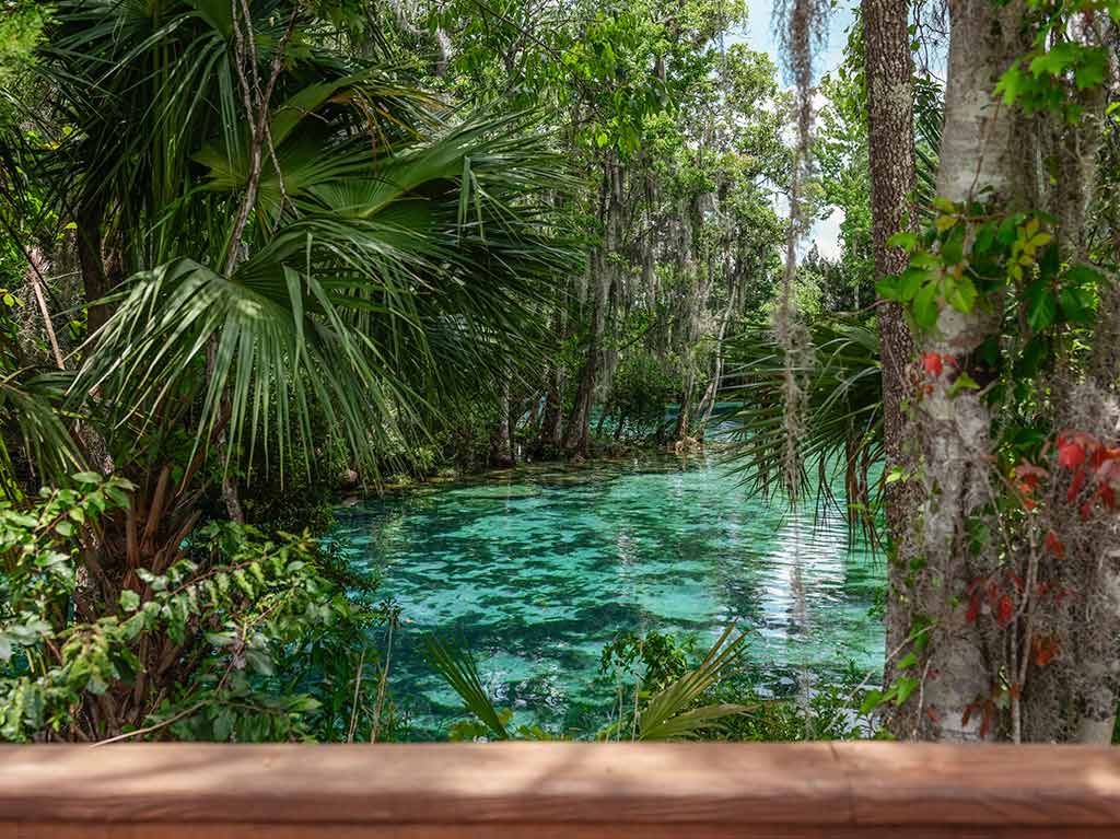 5 actividades para disfrutar en Crystal River, Florida