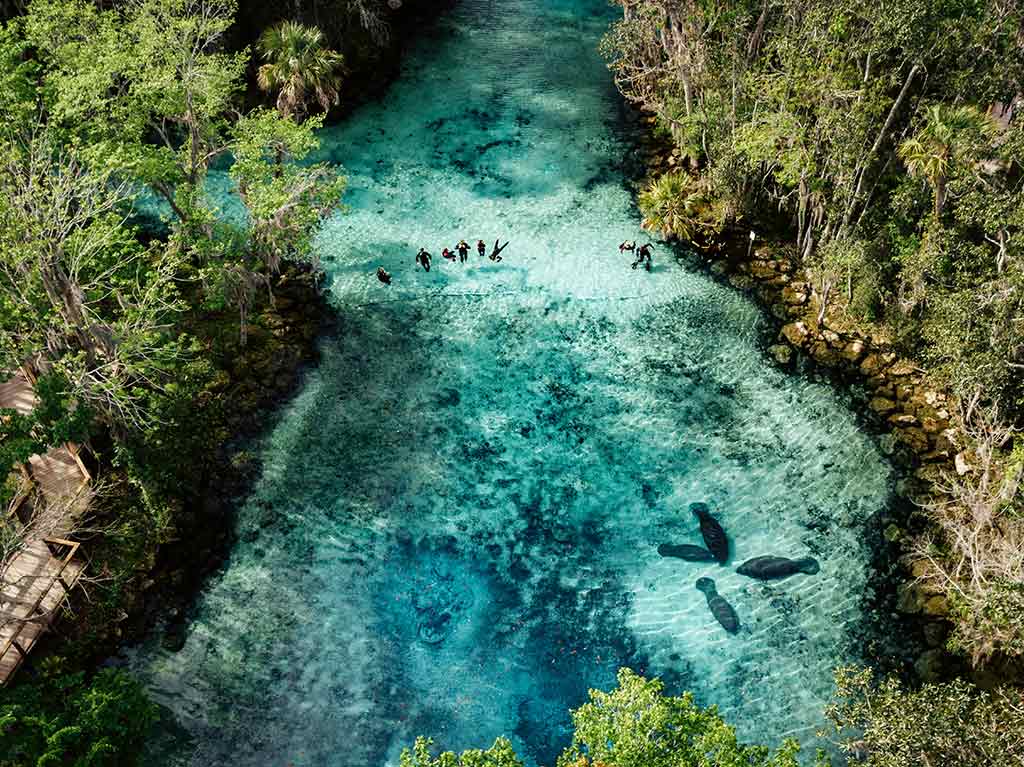 nada-con-manaties-5-actividades-para-disfrutar-en-crystal-river-california