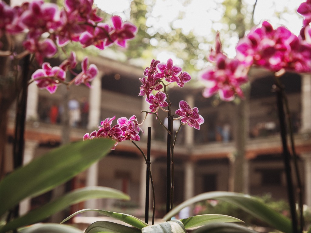 Conoce todo sobre orquídeas en la exposición temporal del Museo Franz Mayer