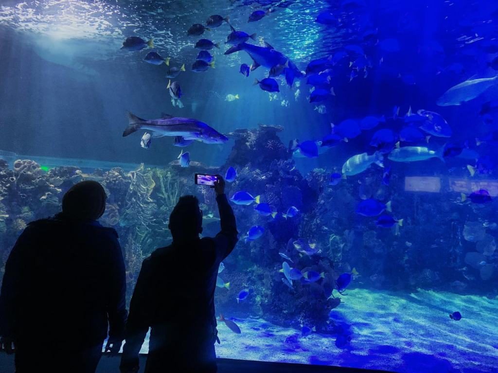 Acuario Inbursa celebra su octavo aniversario 