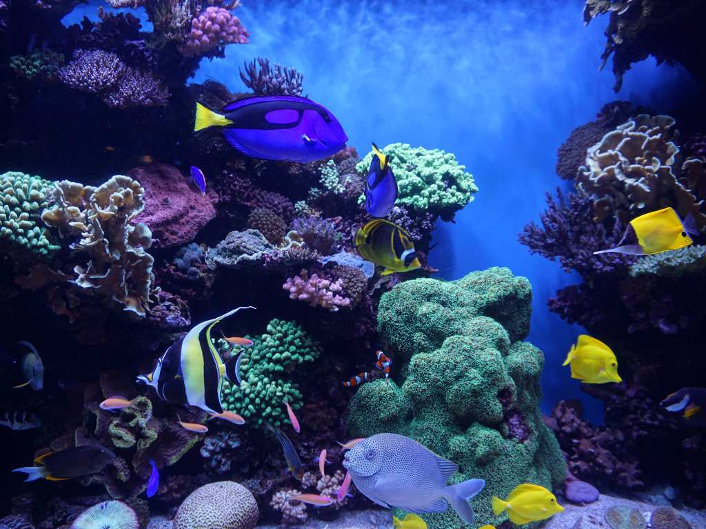 acuario-inbursa-aniversario-especies-marinas