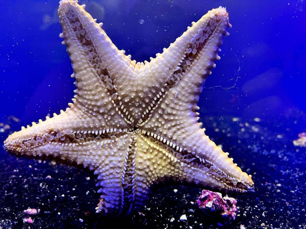 acuario-inbursa-aniversario-estrella-de-mar