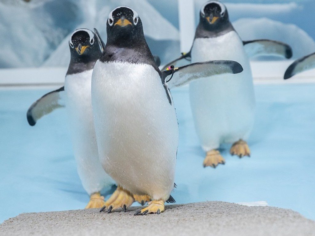 Acuario Inbursa celebra su octavo aniversario 