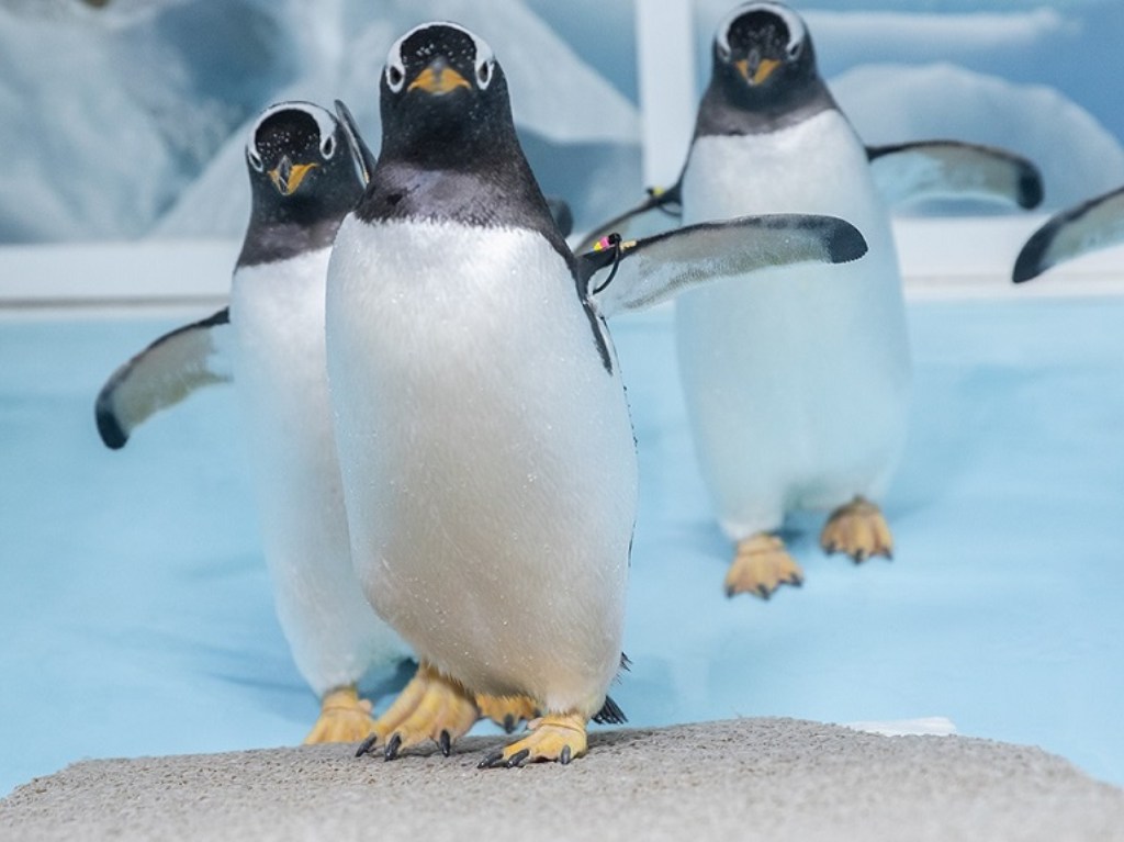 acuario-inbursa-aniversario-pinguinos