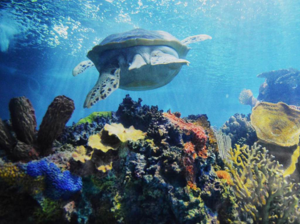 acuario-inbursa-aniversario-tortuga