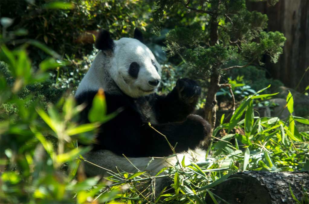 Celebran el cumpleaños de las pandas de Chapultepec ¡Súmate al festejo! 0