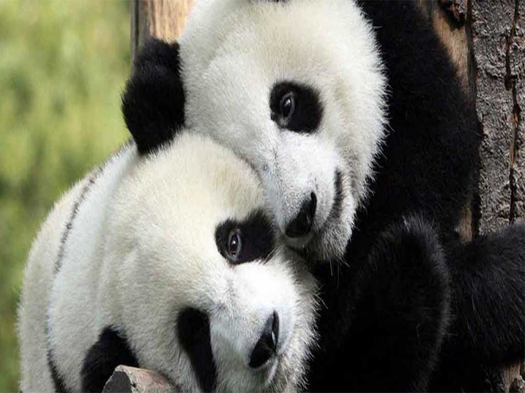 Celebran el cumpleaños de las pandas de Chapultepec ¡Súmate al festejo!