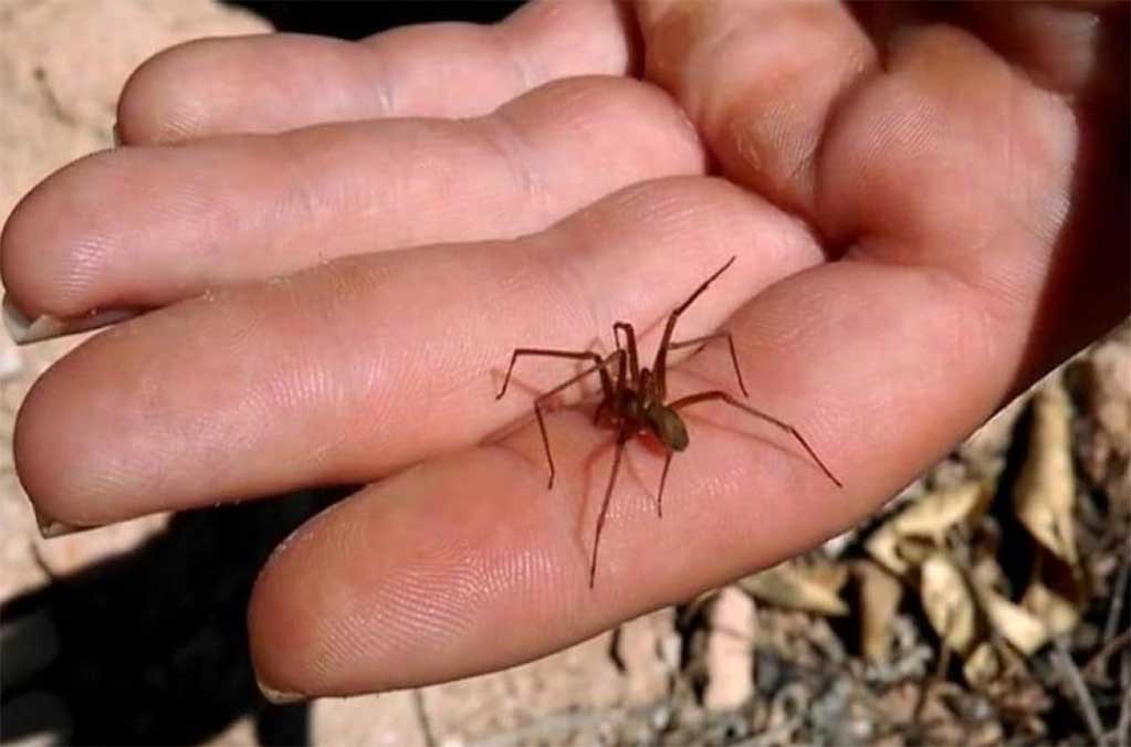 ¡Atención! Emiten alerta por araña violinista en CDMX, Edomex y Tlaxcala 1