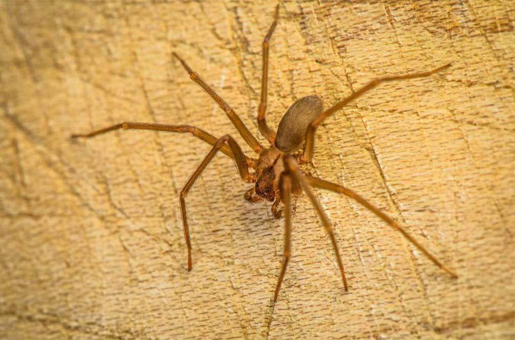 ¡Atención! Emiten alerta por araña violinista en CDMX, Edomex y Tlaxcala 0