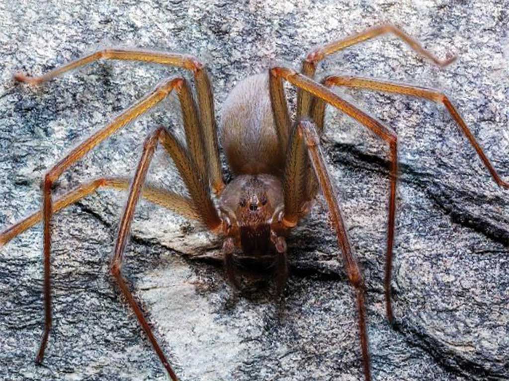 ¡Atención! Emiten alerta por araña violinista en CDMX, Edomex y Tlaxcala