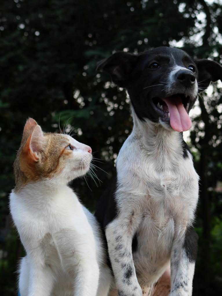 ¡Aquí hay plan con tu peludito! Llévalo a la primera Expo Pet Friendly 1