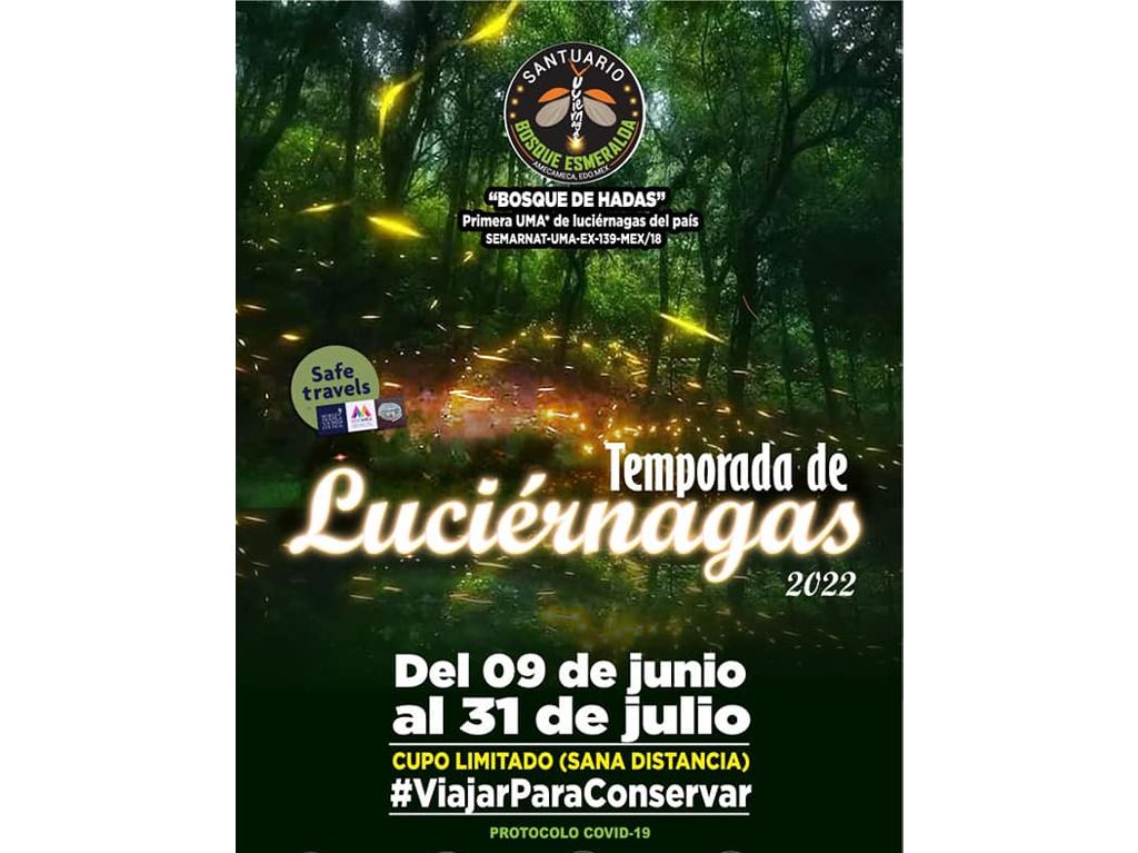 Tours de Luciérnagas cerca de la CDMX para una escapadita rápida