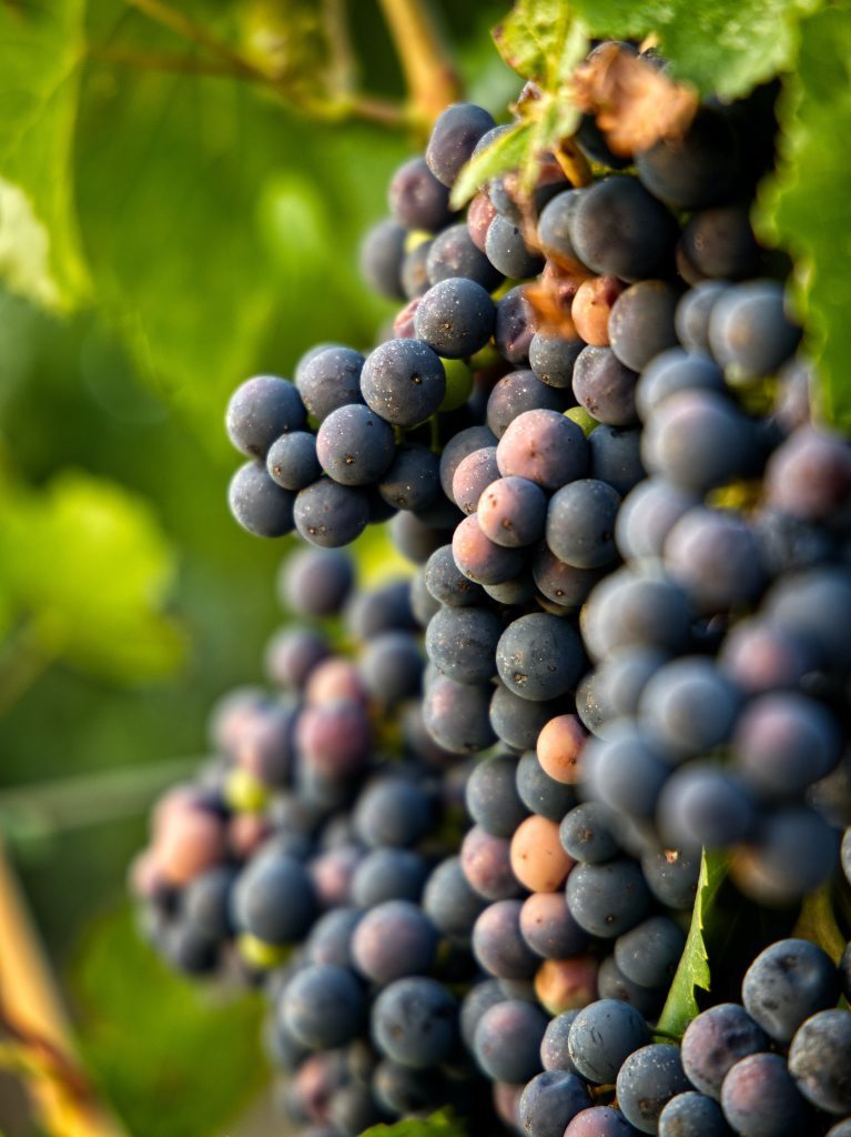 Vendimias en Querétaro 2022 ¡De vuelta la fiesta con las mejores cosechas de uva! 