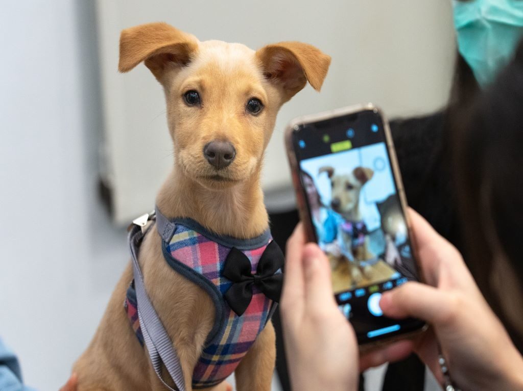 Premium Outlets Punta Norte te invita a adoptar y festejar el Día del Perro