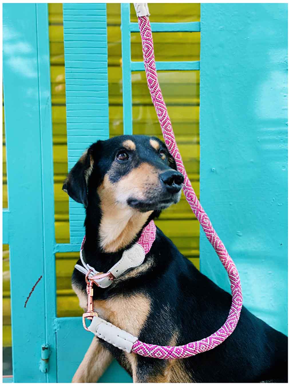 Dakini Boutique, accesorios artesanales de Chiapas para perros y centro de adopción 0