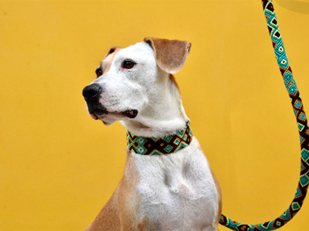 Dakini Boutique, accesorios artesanales de Chiapas para perros y centro de adopción