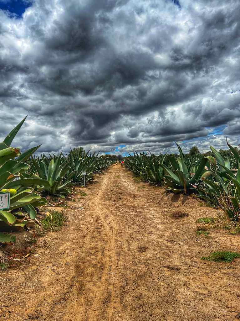 glamping-octli-campo-de-maguey