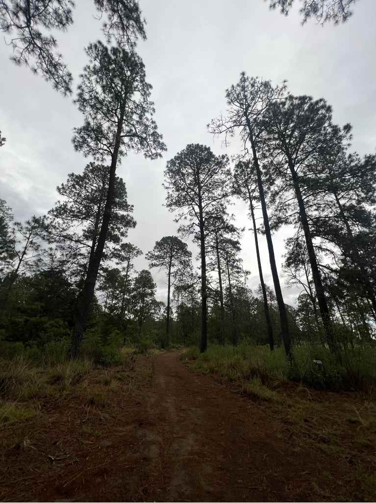 glamping-octli-santuario-de-luciernagas