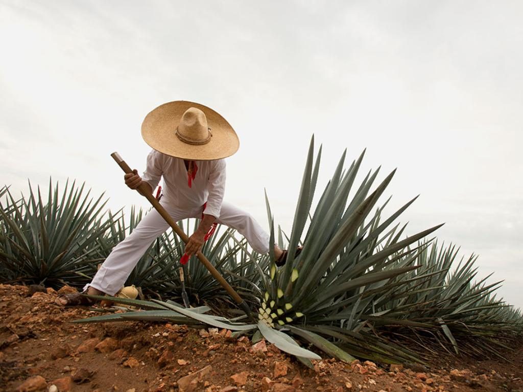 Quién te lleva a conocer la Ruta del Tequila desde la CDMX ¡Arma tu viaje con amigos!